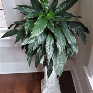 Meet your Posher, Lorna